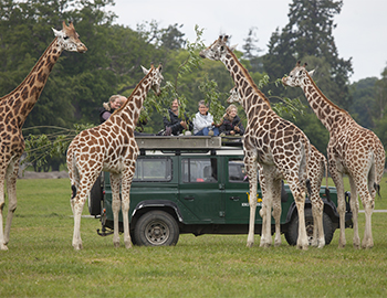 Vier Giraffen stehen um ein grünes Auto, von welchem sie mit Blätter gefüttert werden