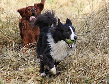 Ein Hund läuft einem anderen hinterher, der einen Ball in der Schnauze hat